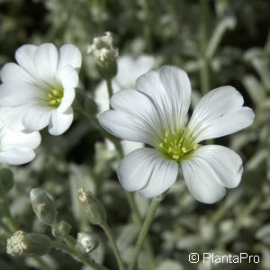 Cerastium tomentosum'Silberteppich'