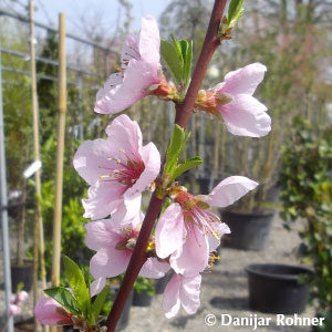 Prunus (Nektarine)'Nectared'