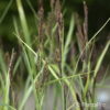 Carex acutiformis