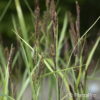 Carex acutiformis