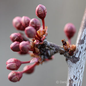 Prunus cerasifera'Woodii'