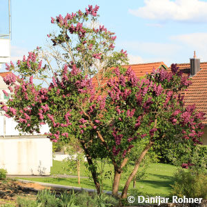 Syringa vulgaris'Andenken an Ludwig Späth'