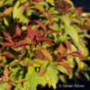 Spiraea japonica'Goldflame'