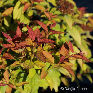 Spiraea japonica'Goldflame'