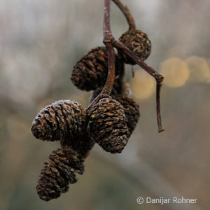 Alnus glutinosa