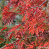 Acer palmatum'Dissectum'