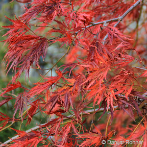 Acer palmatum'Dissectum'