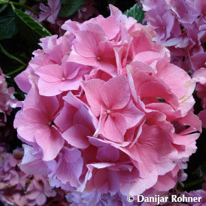 Hydrangea macrophyllaBall rosa