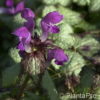 Lamium maculatum'Beacon Silver'