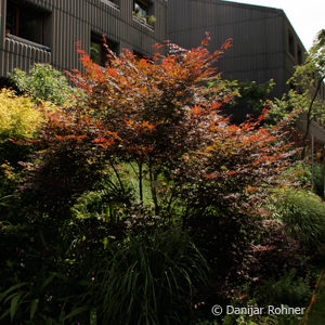 Acer palmatum'Bloodgood'