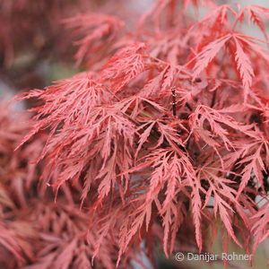 Acer palmatum'Garnet'