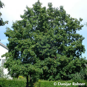 Acer platanoides