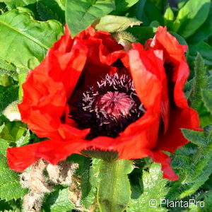 Papaver orientale'Raspberry Queen'