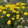 Heliopsis helianthoides'Sonnenschild'
