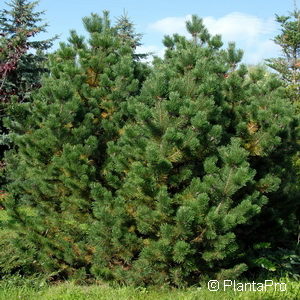 Pinus mugo