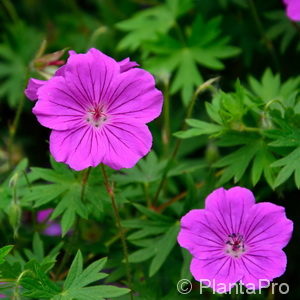 Geranium sanguineum'Tiny Monster'