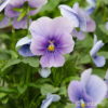 Viola (Cornuta-Gruppe)blau