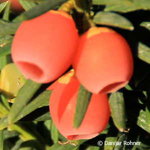 Taxus baccata