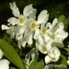 Exochorda giraldiivar. wilsonii