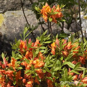Rhododendron (Pontica Azalee)'Coccinea Speciosa'