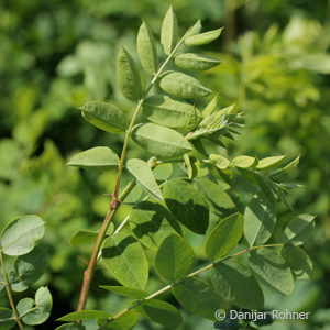 Caragana arborescens