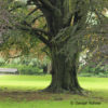 Fagus sylvatica'Atropunicea'