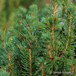 Picea glauca'Conica'