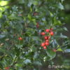 Ilex meserveae (x)'Blue Angel'