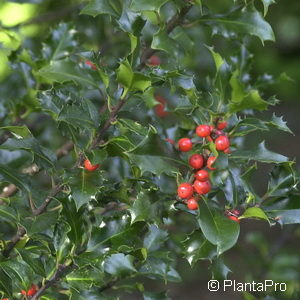 Ilex meserveae (x)'Blue Angel'