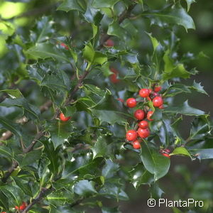 Ilex meserveae (x)'Blue Angel'