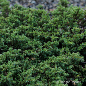 Juniperus communis'Green Carpet'