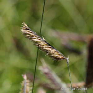 Bouteloua gracilis