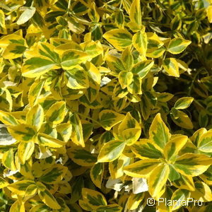 Euonymus fortunei'Emerald Gold'