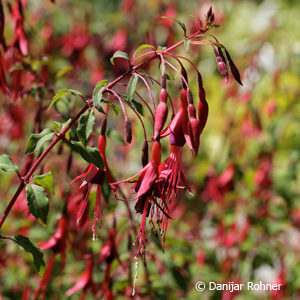 Fuchsia magellanicavar. gracilis