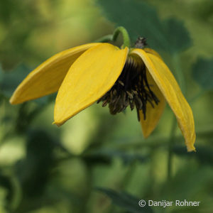 Clematis tangutica'Golden Tiara' gelb