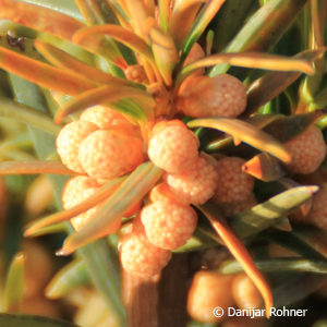 Taxus baccata'Fastigiata Aurea'