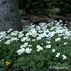 Anemone sylvestris