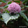 Clerodendrum bungei