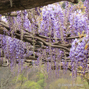 Wisteria sinensis'Prolific'