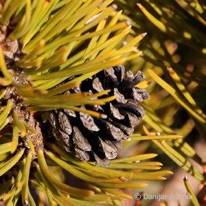 Pinus mugo'Wintergold'