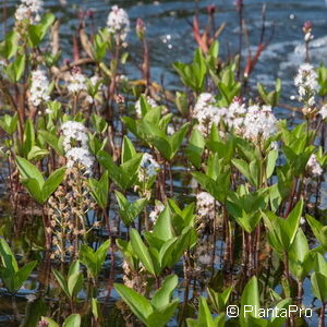 Menyanthes trifoliata