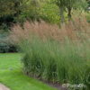 Molinia arundinacea'Stäfa'