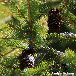 Picea abies