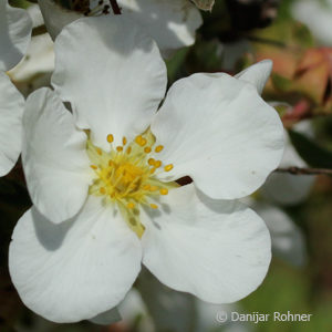 Potentilla fruticosa'Abbottswood'