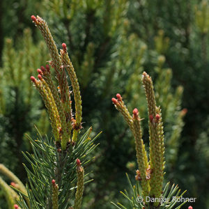 Pinus sylvestris'Beuvronensis'