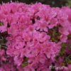 Rhododendron (Japanische Azalee)'Diamant Rosa'