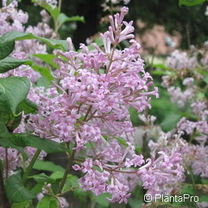 Syringa josikaea