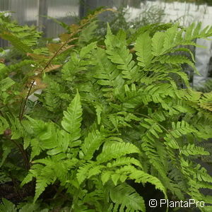 Dryopteris erythrosora