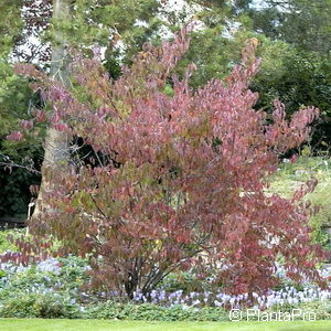 Stachyurus praecox