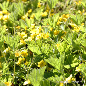 Waldsteinia geoides